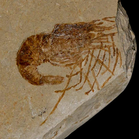 1.1" Fossil Shrimp Carpopenaeus Cretaceous Age 100 Mil Yrs Old Lebanon COA - Fossil Age Minerals