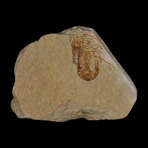 1.1" Fossil Shrimp Carpopenaeus Cretaceous Age 100 Mil Yrs Old Lebanon COA - Fossil Age Minerals