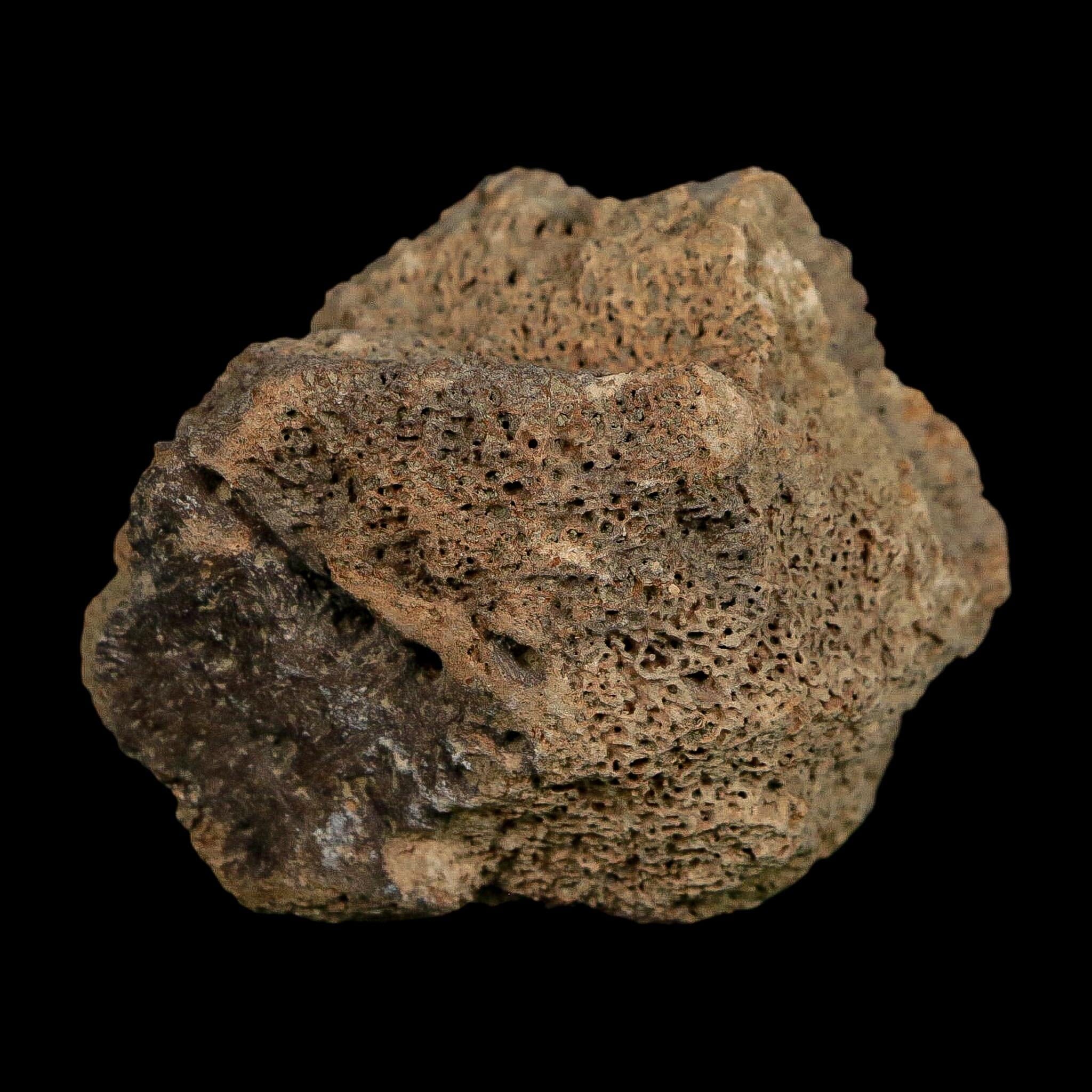 2.4" Glyptodon Fossil Osteoderm Scute Plate Bony Armor Pleistocene Uruguay COA - Fossil Age Minerals