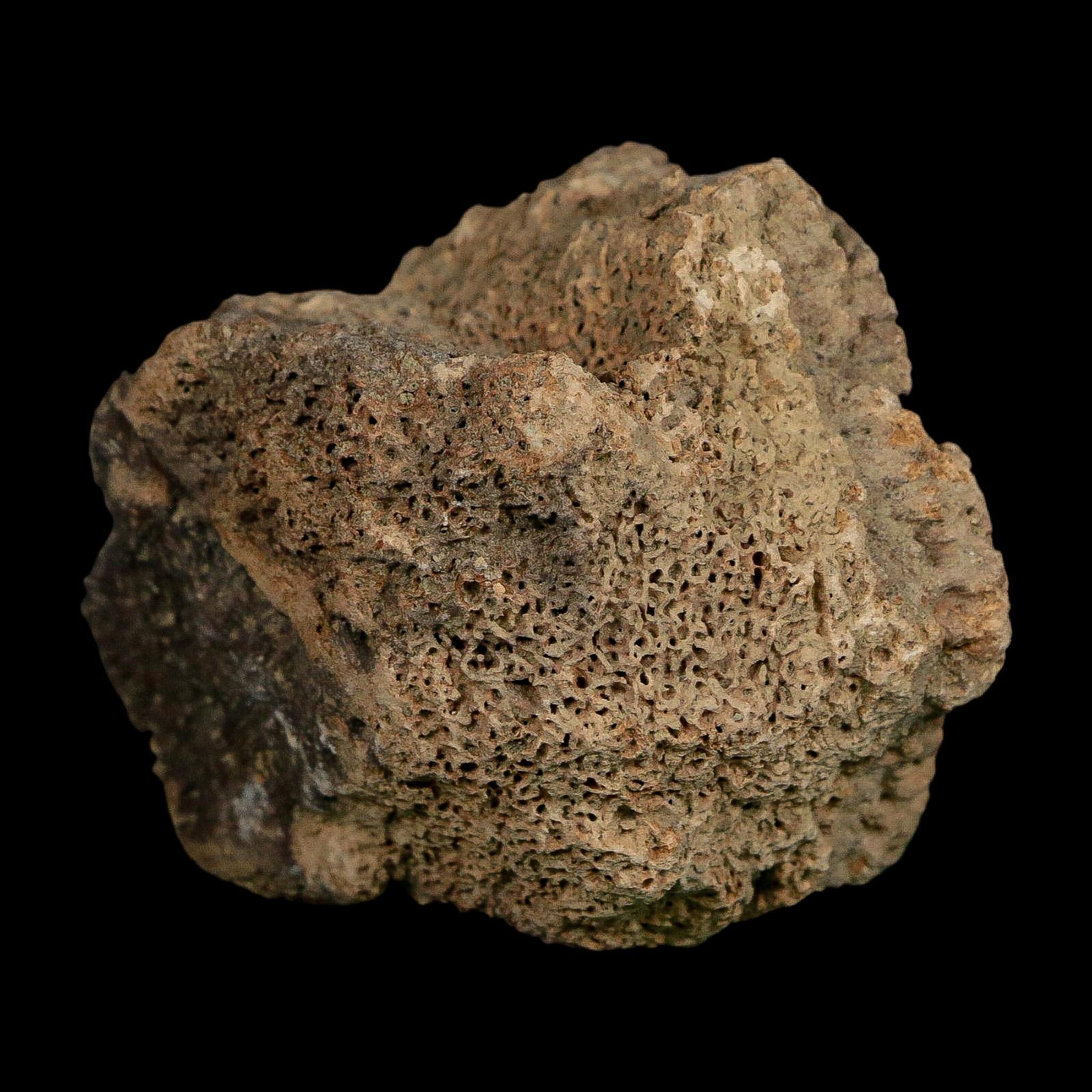2.4" Glyptodon Fossil Osteoderm Scute Plate Bony Armor Pleistocene Uruguay COA - Fossil Age Minerals