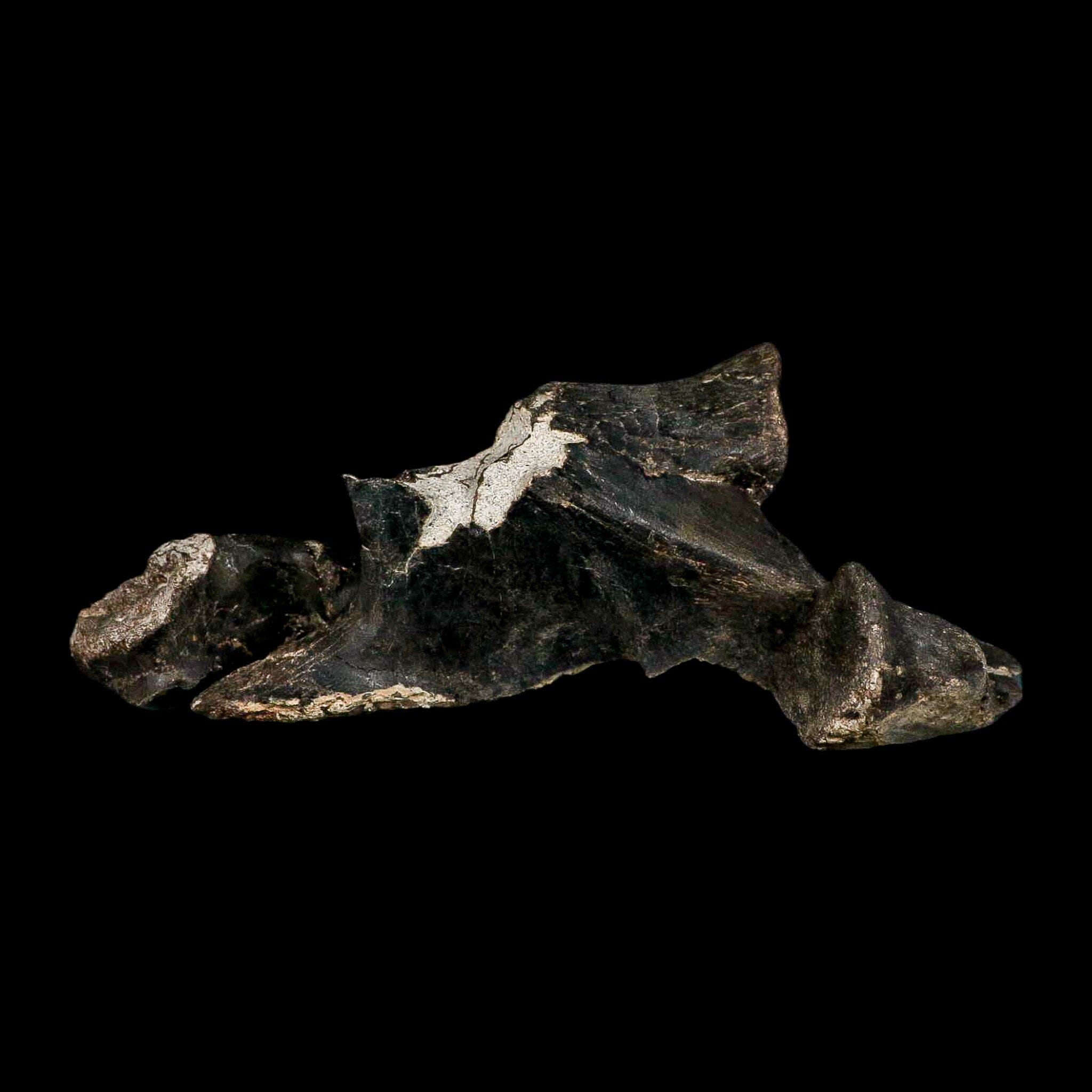 8.8" Gorgosaurus Tyrannosaur Dinosaur Fossil Vertebrae Process Two Medicine FM MT COA - Fossil Age Minerals