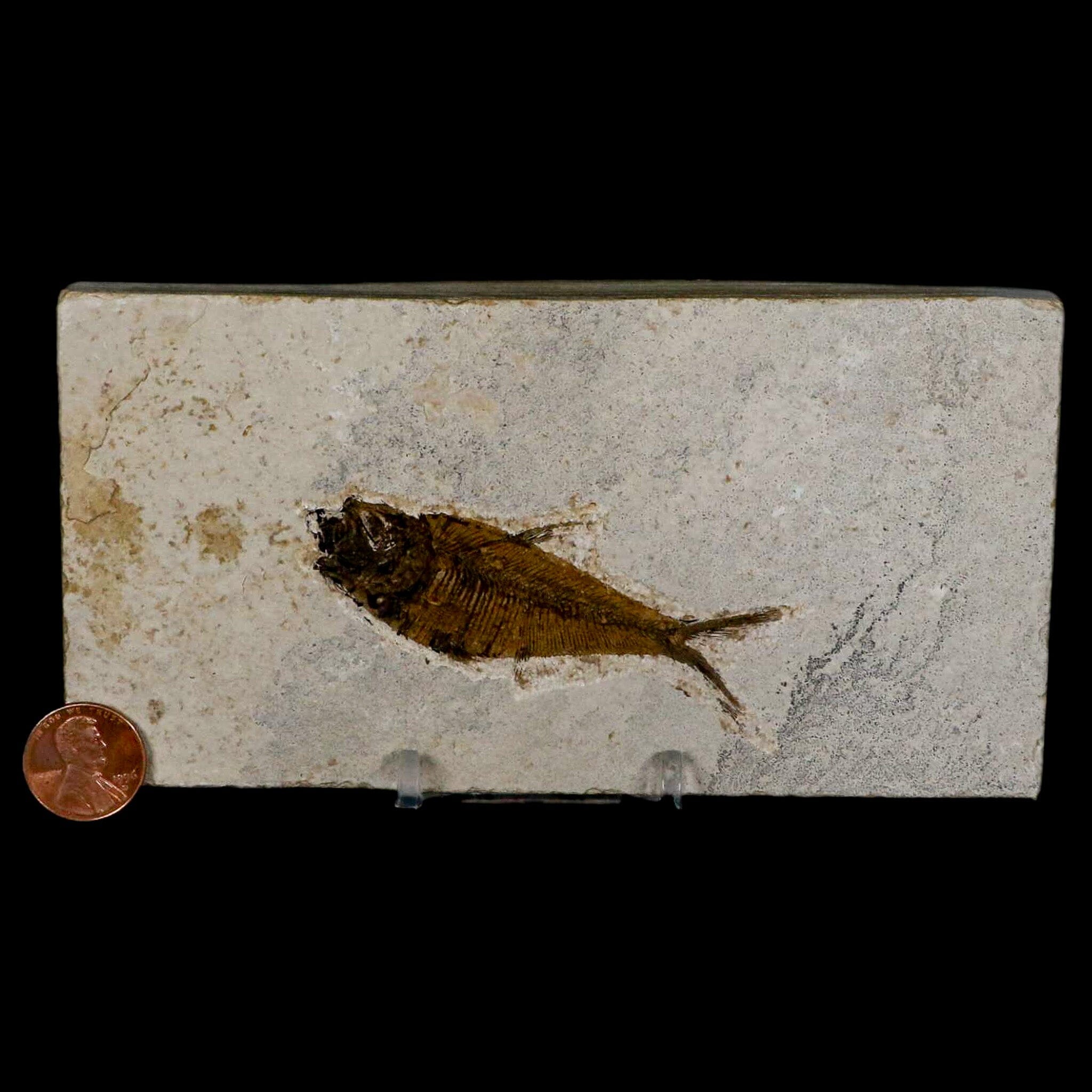 2.8" Diplomystus Dentatus Fossil Fish Green River FM WY Eocene Age COA, Stand - Fossil Age Minerals