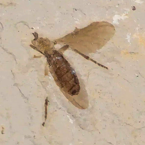 0.4 Detailed Fossil Diptera Fly Insect Green River FM Uintah County UT Eocene Age - Fossil Age Minerals