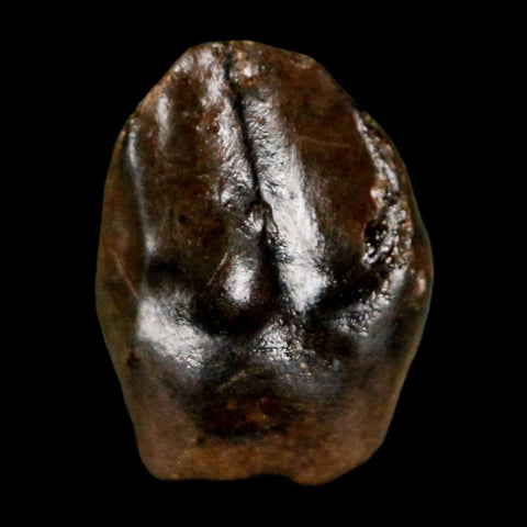 0.5" Triceratops Fossil Tooth Hell Creek FM Cretaceous Dinosaur Montana COA Stand
