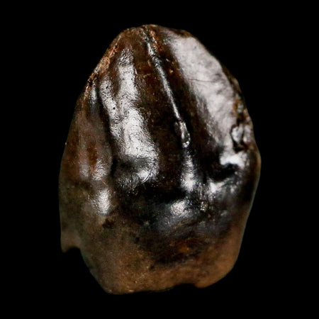 0.5" Triceratops Fossil Tooth Hell Creek FM Cretaceous Dinosaur Montana COA Stand