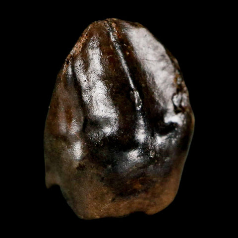 0.5" Triceratops Fossil Tooth Hell Creek FM Cretaceous Dinosaur Montana COA Stand