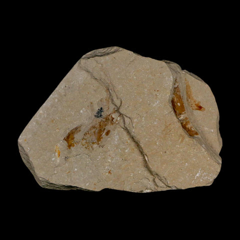 1.1" Fossil Shrimp Carpopenaeus Cretaceous Age 100 Mil Yrs Old Lebanon COA - Fossil Age Minerals