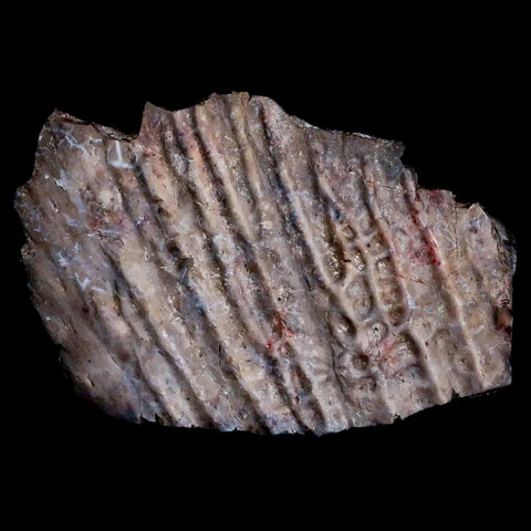 3.3" Koskinonodon Metoposaurus Scute Triassic Age Chinle Formation Arizona - Fossil Age Minerals