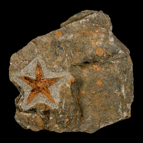 43MM Brittlestar Petraster Starfish Fossil Ordovician Age Blekus Morocco COA - Fossil Age Minerals