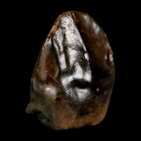 0.5" Triceratops Fossil Tooth Hell Creek FM Cretaceous Dinosaur Montana COA Stand