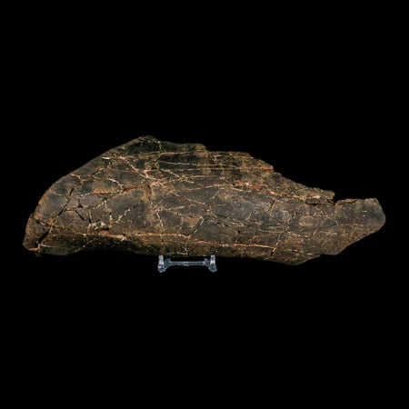 11.2" Tyrannosaurus Rex Fossil Bone Dinosaur Lance Creek Formation Wyoming COA