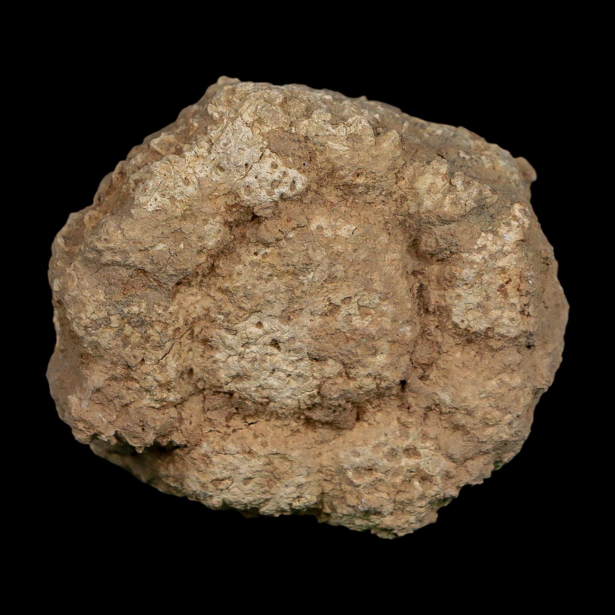 2.4" Glyptodon Fossil Osteoderm Scute Plate Bony Armor Pleistocene Uruguay COA - Fossil Age Minerals