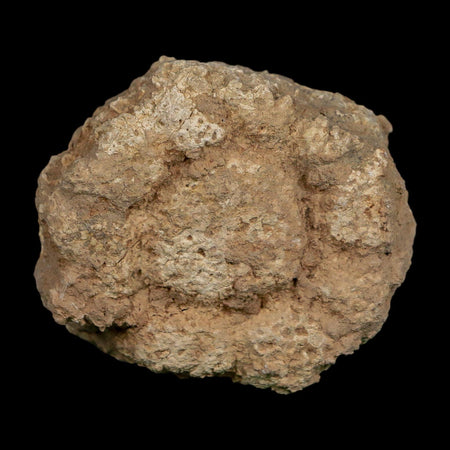 2.4" Glyptodon Fossil Osteoderm Scute Plate Bony Armor Pleistocene Uruguay COA