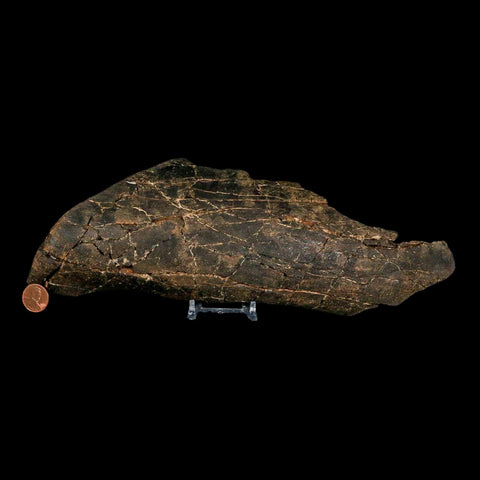 11.2" Tyrannosaurus Rex Fossil Bone Dinosaur Lance Creek Formation Wyoming COA - Fossil Age Minerals