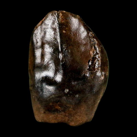 0.5" Triceratops Fossil Tooth Hell Creek FM Cretaceous Dinosaur Montana COA Stand