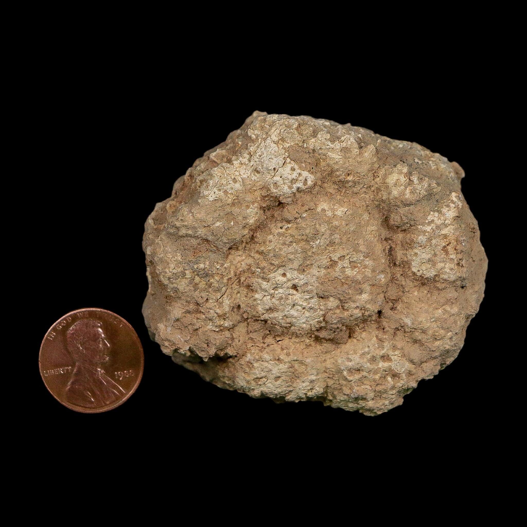 2.4" Glyptodon Fossil Osteoderm Scute Plate Bony Armor Pleistocene Uruguay COA - Fossil Age Minerals