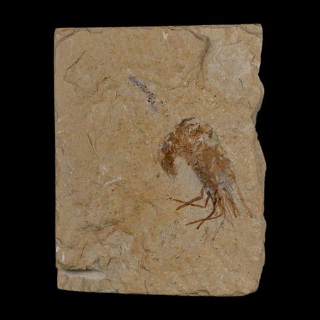 1.2" Fossil Shrimp Carpopenaeus Cretaceous Age 100 Mil Yrs Old Lebanon COA