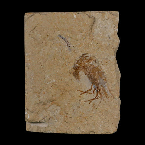 1.2" Fossil Shrimp Carpopenaeus Cretaceous Age 100 Mil Yrs Old Lebanon COA - Fossil Age Minerals