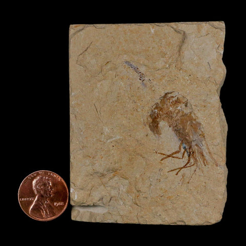 1.2" Fossil Shrimp Carpopenaeus Cretaceous Age 100 Mil Yrs Old Lebanon COA - Fossil Age Minerals