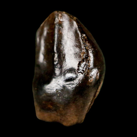 0.5" Triceratops Fossil Tooth Hell Creek FM Cretaceous Dinosaur Montana COA Stand