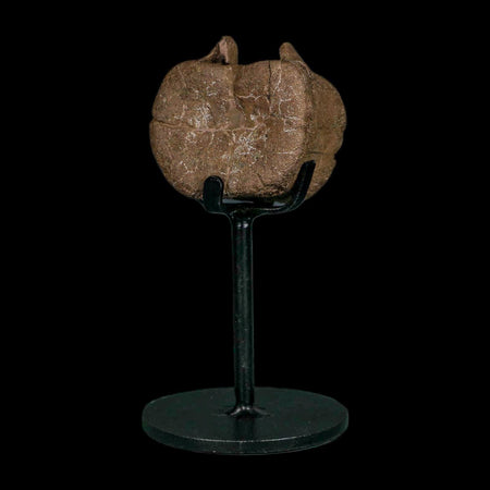 1.6" Triceratops Fossil Vertebrae Tail Bone Hell Creek FM Cretaceous Dinosaur WY COA