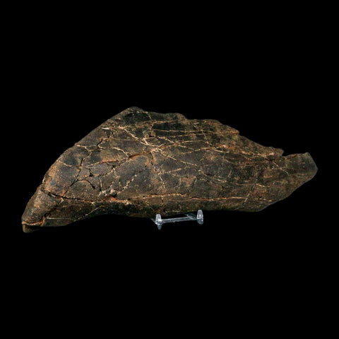 11.2" Tyrannosaurus Rex Fossil Bone Dinosaur Lance Creek Formation Wyoming COA - Fossil Age Minerals