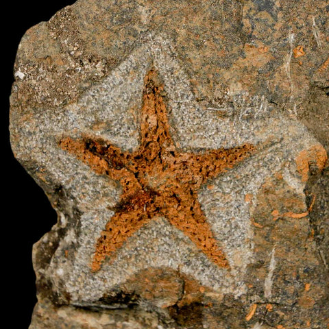 43MM Brittlestar Petraster Starfish Fossil Ordovician Age Blekus Morocco COA - Fossil Age Minerals