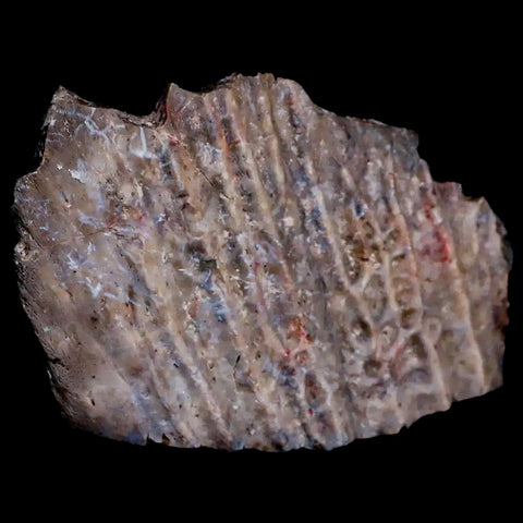 3.3" Koskinonodon Metoposaurus Scute Triassic Age Chinle Formation Arizona - Fossil Age Minerals