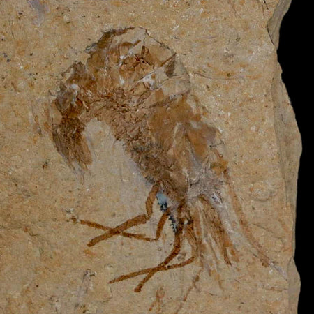 1.2" Fossil Shrimp Carpopenaeus Cretaceous Age 100 Mil Yrs Old Lebanon COA