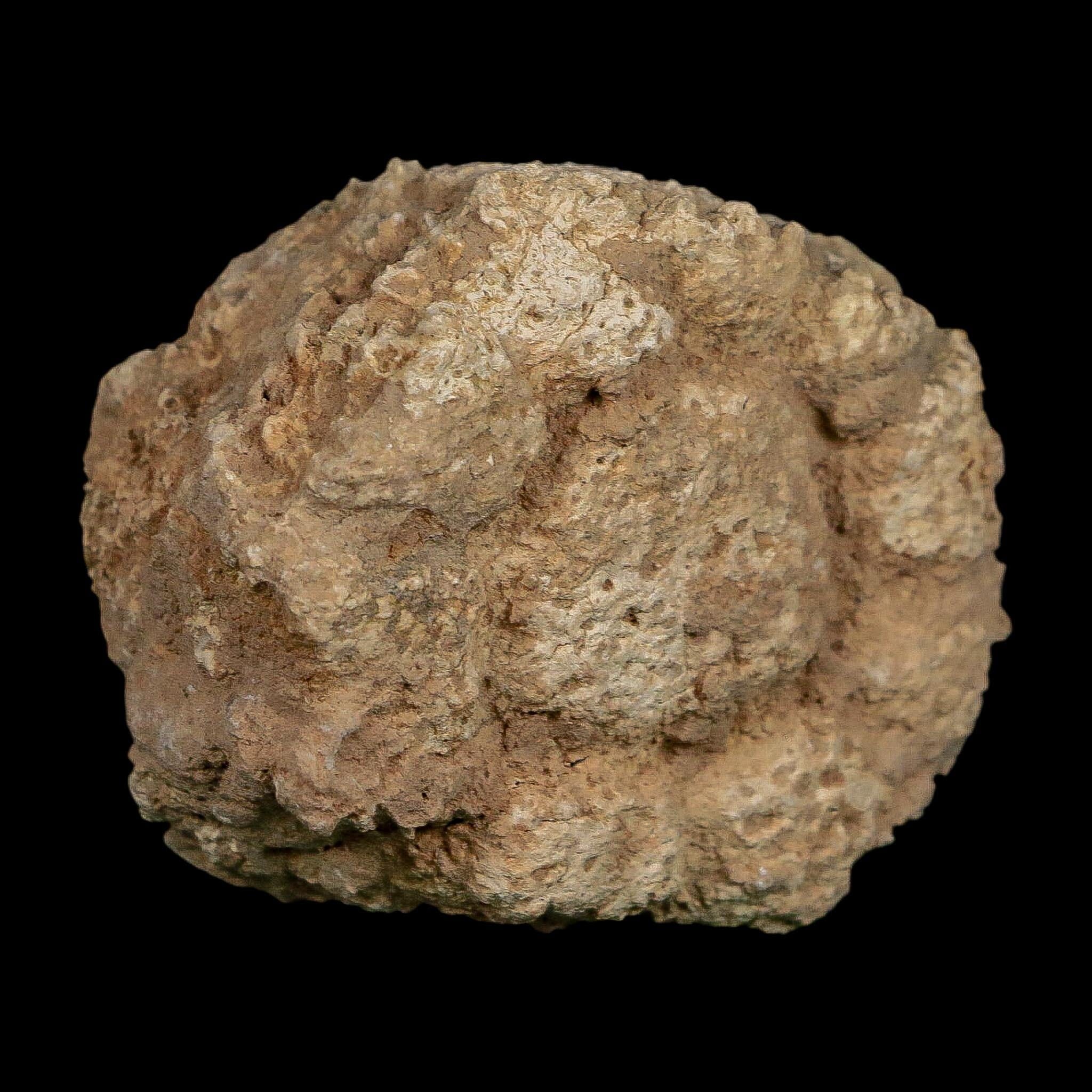 2.4" Glyptodon Fossil Osteoderm Scute Plate Bony Armor Pleistocene Uruguay COA - Fossil Age Minerals