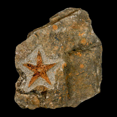 43MM Brittlestar Petraster Starfish Fossil Ordovician Age Blekus Morocco COA - Fossil Age Minerals