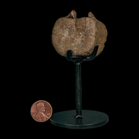 1.6" Triceratops Fossil Vertebrae Tail Bone Hell Creek FM Cretaceous Dinosaur WY COA