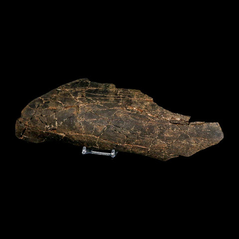 11.2" Tyrannosaurus Rex Fossil Bone Dinosaur Lance Creek Formation Wyoming COA - Fossil Age Minerals