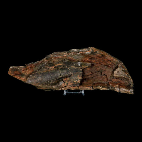 11.2" Tyrannosaurus Rex Fossil Bone Dinosaur Lance Creek Formation Wyoming COA - Fossil Age Minerals