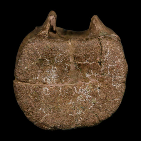 1.6" Triceratops Fossil Vertebrae Tail Bone Hell Creek FM Cretaceous Dinosaur WY COA