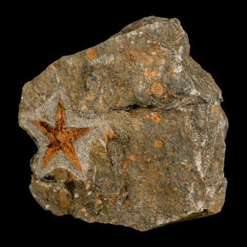 43MM Brittlestar Petraster Starfish Fossil Ordovician Age Blekus Morocco COA - Fossil Age Minerals