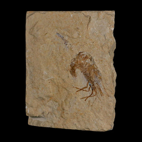 1.2" Fossil Shrimp Carpopenaeus Cretaceous Age 100 Mil Yrs Old Lebanon COA - Fossil Age Minerals