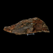 11.2" Tyrannosaurus Rex Fossil Bone Dinosaur Lance Creek Formation Wyoming COA