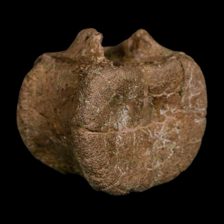 1.6" Triceratops Fossil Vertebrae Tail Bone Hell Creek FM Cretaceous Dinosaur WY COA