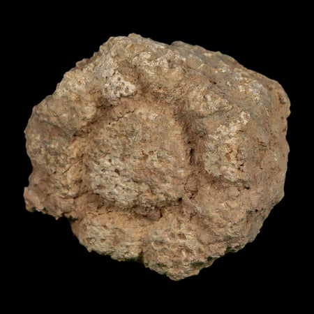 2.4" Glyptodon Fossil Osteoderm Scute Plate Bony Armor Pleistocene Uruguay COA