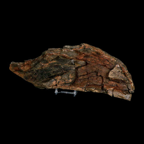 11.2" Tyrannosaurus Rex Fossil Bone Dinosaur Lance Creek Formation Wyoming COA - Fossil Age Minerals