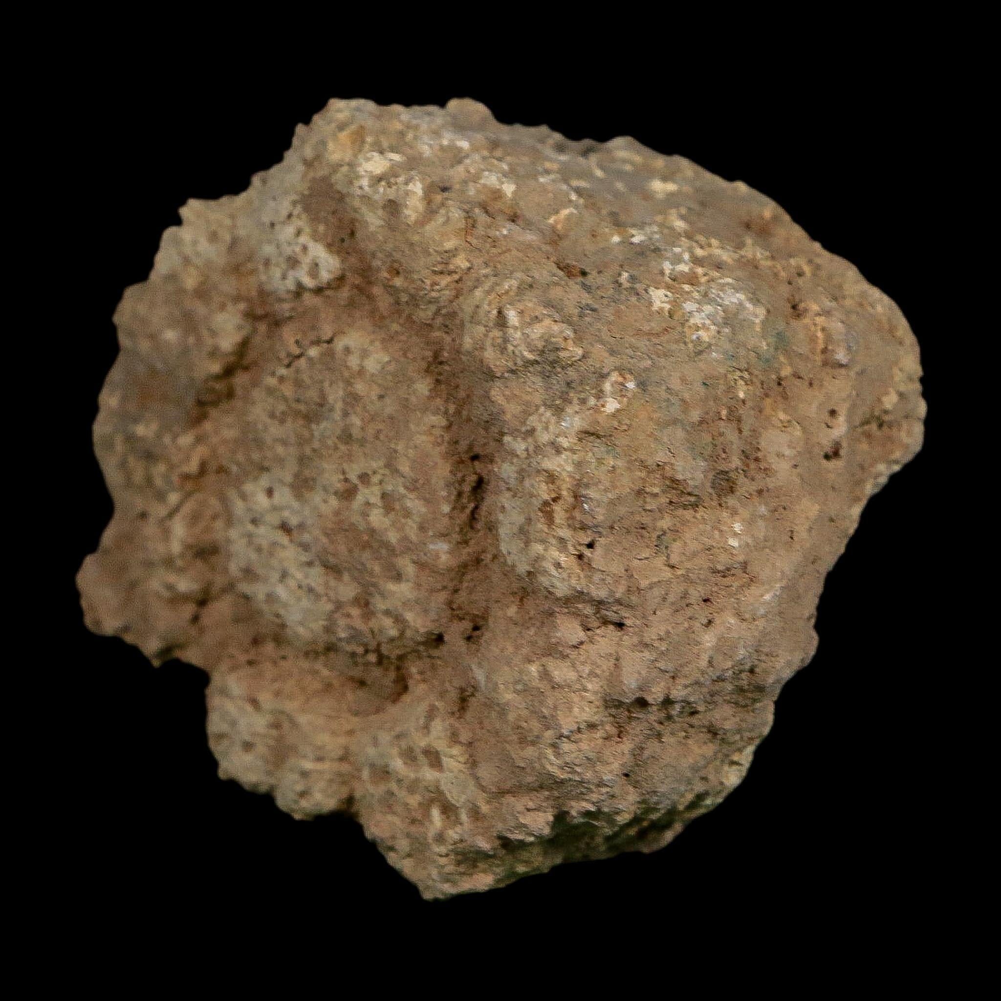 2.4" Glyptodon Fossil Osteoderm Scute Plate Bony Armor Pleistocene Uruguay COA - Fossil Age Minerals
