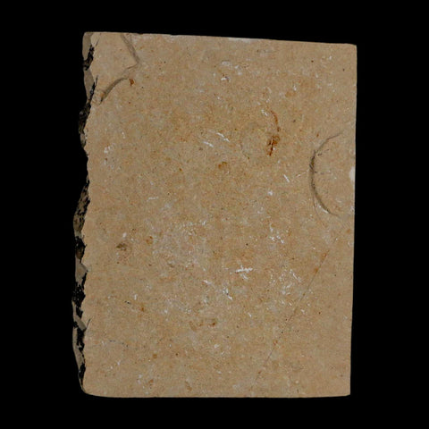 1.2" Fossil Shrimp Carpopenaeus Cretaceous Age 100 Mil Yrs Old Lebanon COA - Fossil Age Minerals