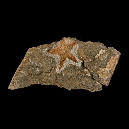 53MM Brittle Star Petraster Starfish Fossil Ordovician Age Blekus Morocco COA