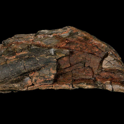 11.2" Tyrannosaurus Rex Fossil Bone Dinosaur Lance Creek Formation Wyoming COA - Fossil Age Minerals