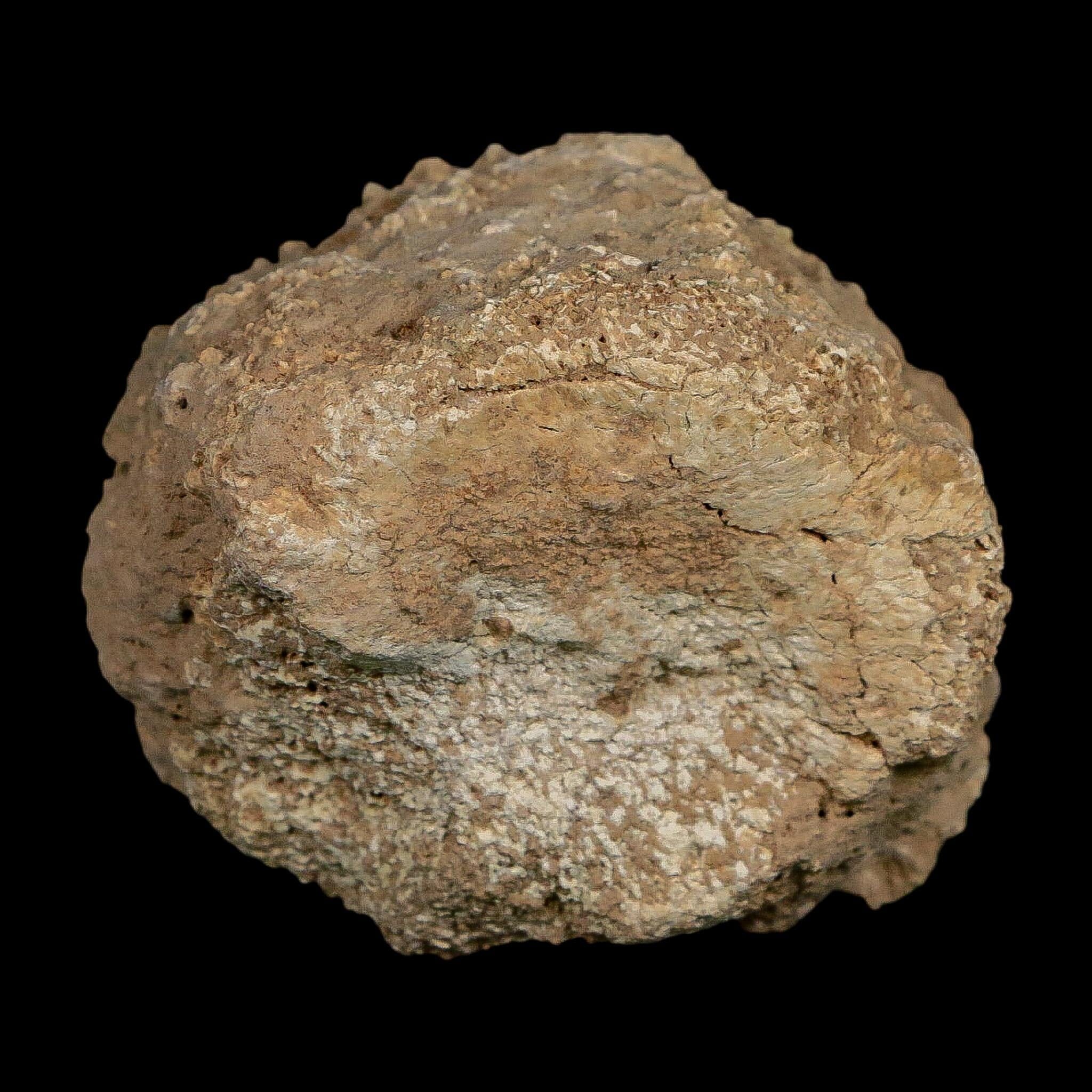 2.4" Glyptodon Fossil Osteoderm Scute Plate Bony Armor Pleistocene Uruguay COA - Fossil Age Minerals