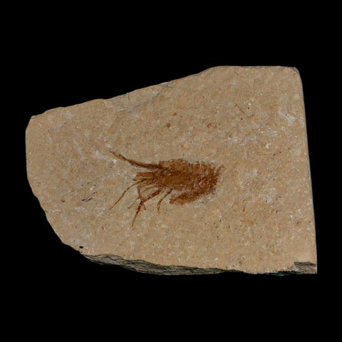 1.1" Fossil Shrimp Carpopenaeus Cretaceous Age 100 Mil Yrs Old Lebanon COA - Fossil Age Minerals