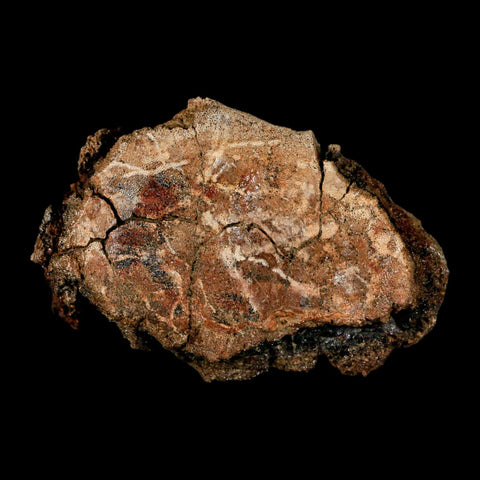 2.4" Hadrosaur Dinosaur Fossil Vertebrae Bone Judith River Formation Montana COA - Fossil Age Minerals