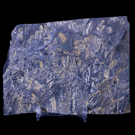 4.3" Alethopteris Fern Plant Leaf Fossil Carboniferous Age Llewellyn FM ST Clair, PA