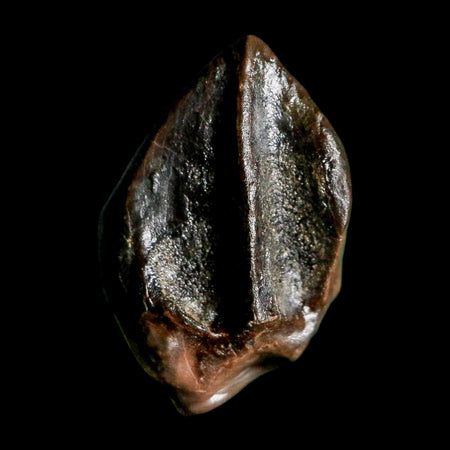 0.6" Triceratops Fossil Tooth Hell Creek FM Cretaceous Dinosaur Montana COA Stand